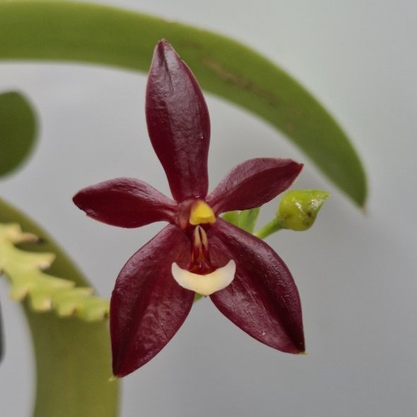 Phalaenopsis cornu-cervi "Chataladae"