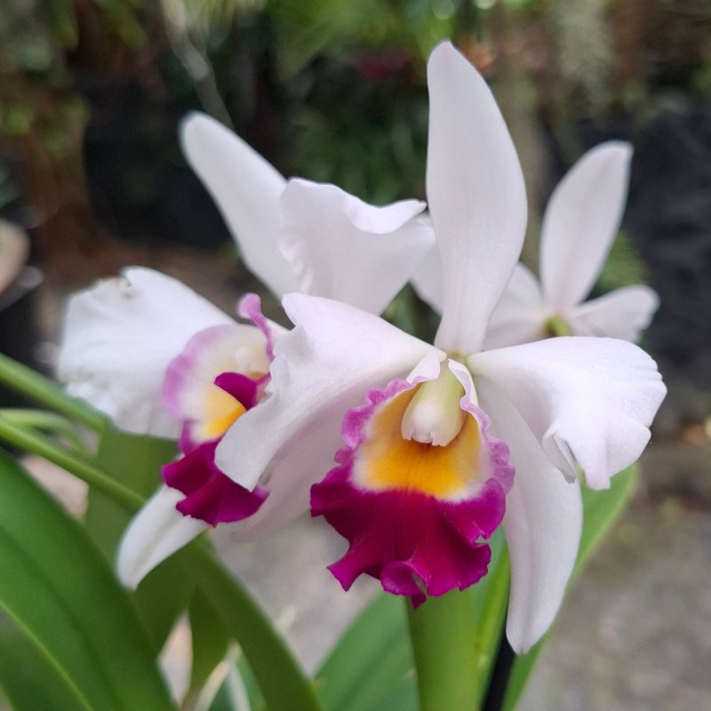 Cattleya "Eva"