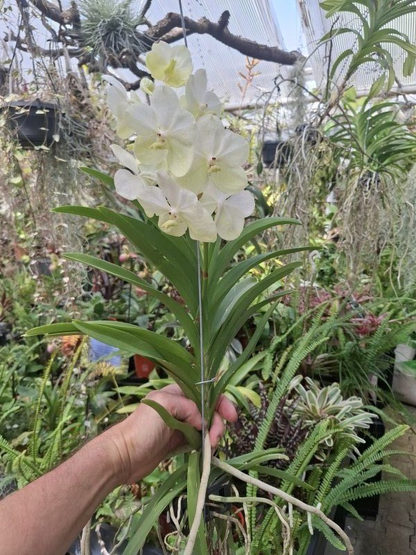 Vanda Hybride "Weiss gelb grün ")