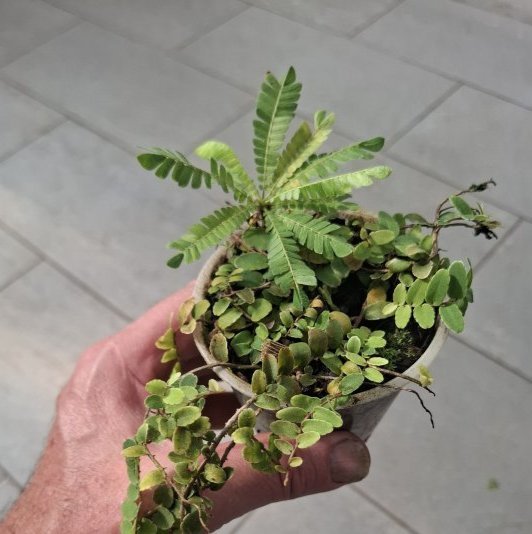 Marcgravia umbellata