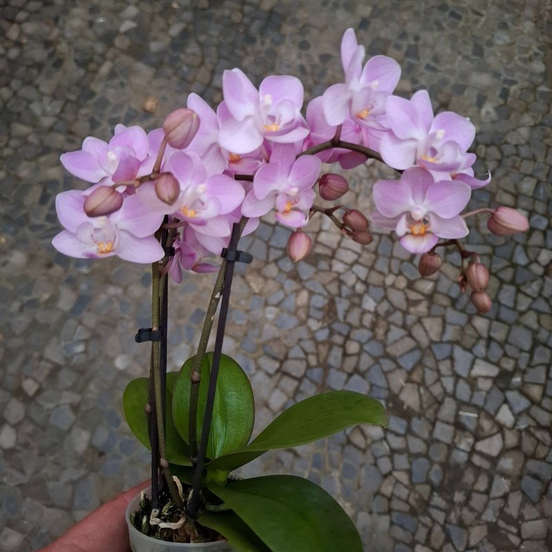 Phalaenopsis zartlila kleinblumig