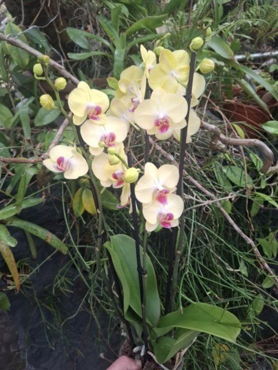 Phalaenopsis " Gelb rote Lippe"