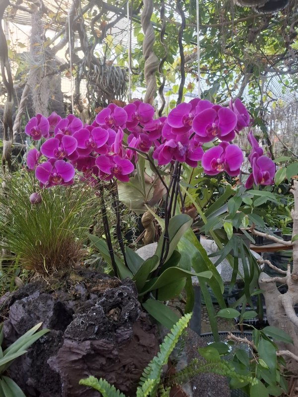 Phalaenopsis Violett