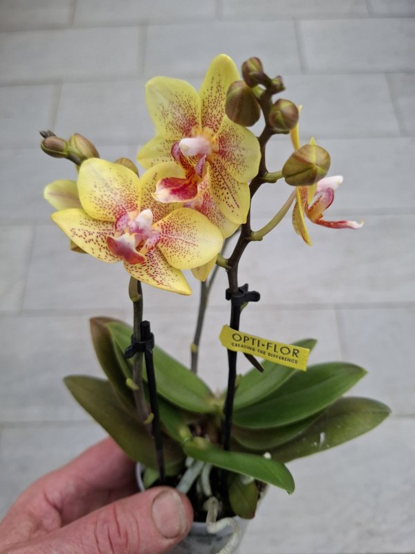 Phalaenopsis "  Sonnenschein "