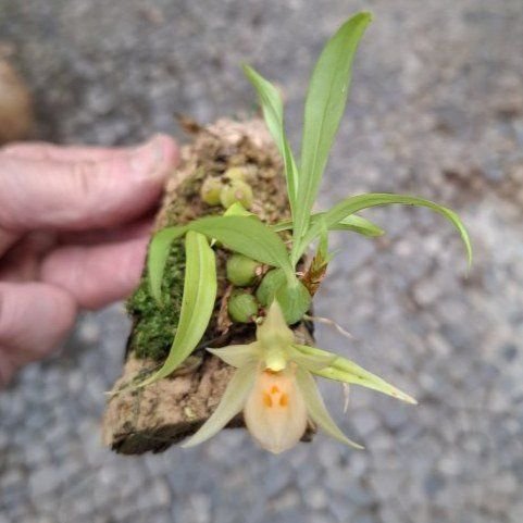 Panisia uniflora