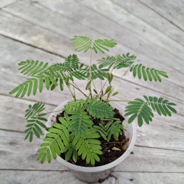 Mimose