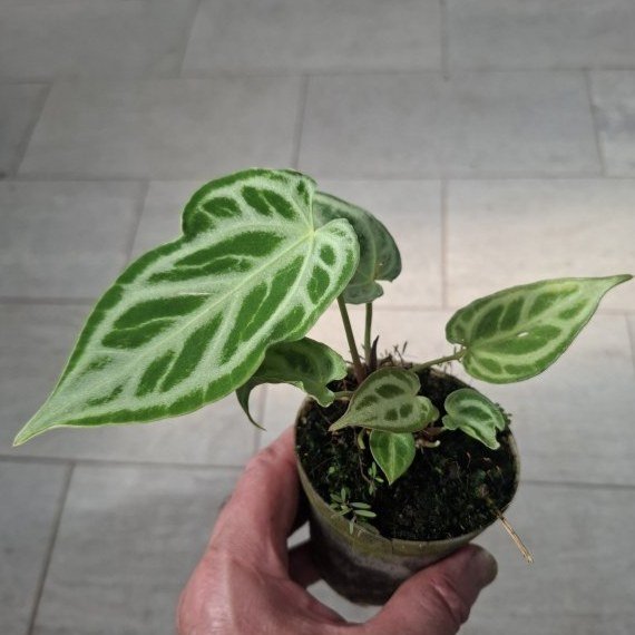Anthurium "Selby’s Silver"
