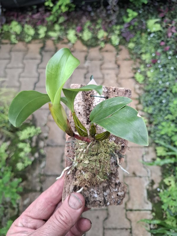 Dendrobium polysema