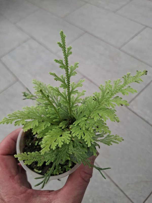 Selaginella braunii