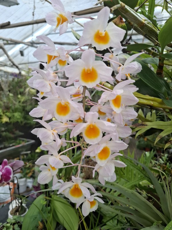 Dendrobium amabile