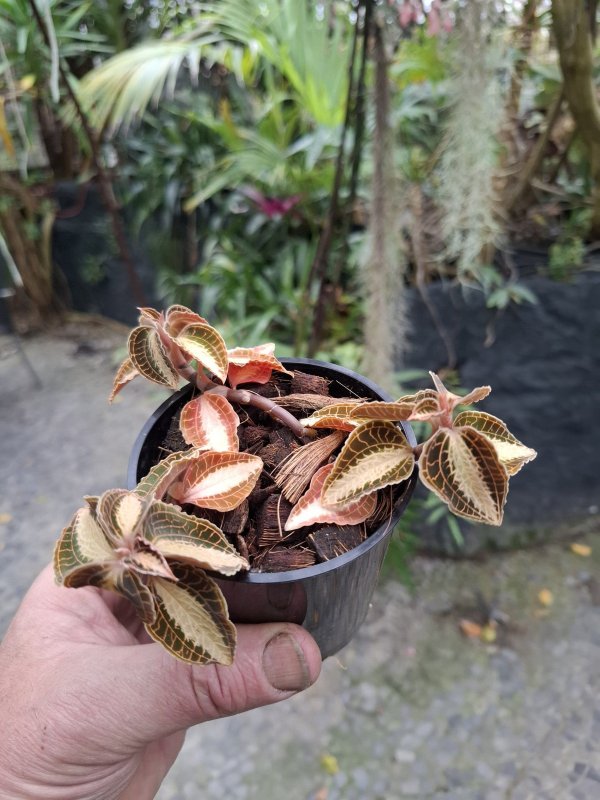 Anectochilus siamensis