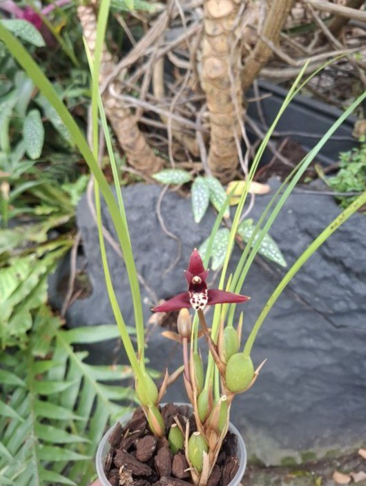 Maxillaria tenuifolia "Dark form"