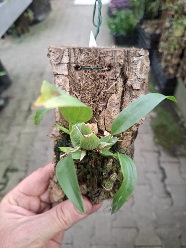 Rhynchostele rossii
