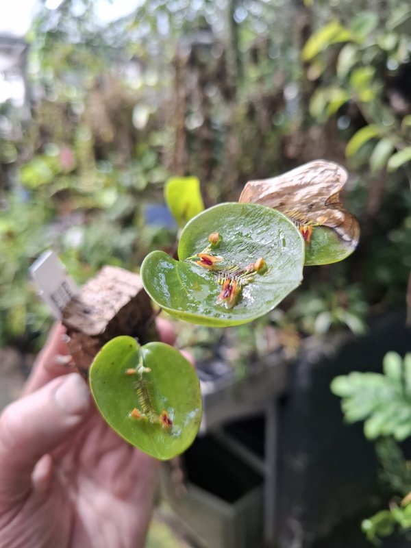Lepanthes retrum