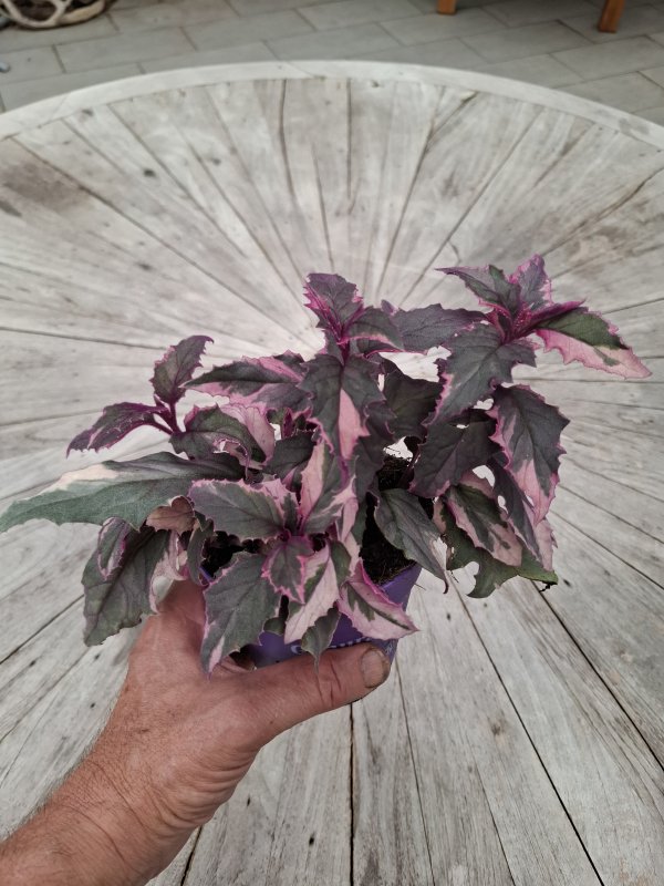 Guinura decumbens var. variegata