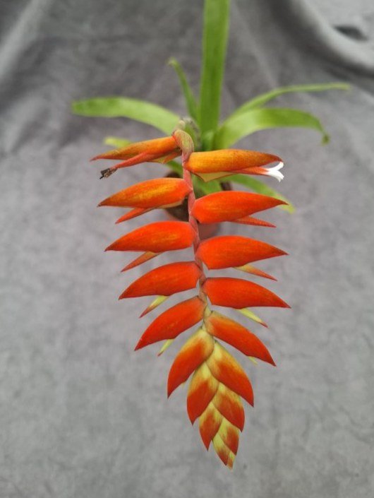 Tillandsia dyeriana