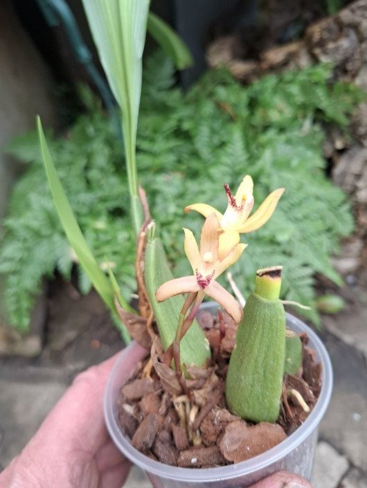 Maxillaria rufescens