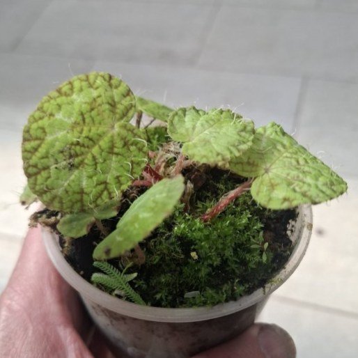 Begonia longiciliata