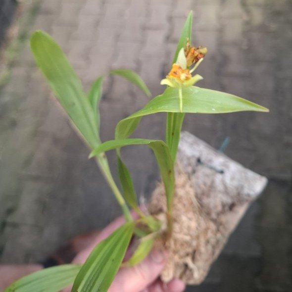 Coelogyne spec.
