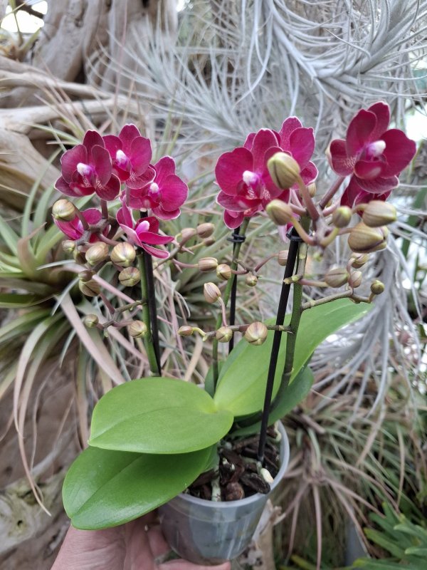 Phalaenopsis " Boquetto "