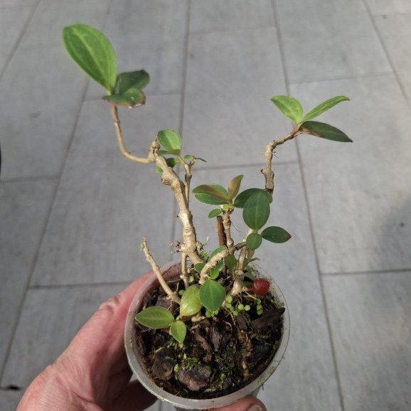 Medinilla succulenta