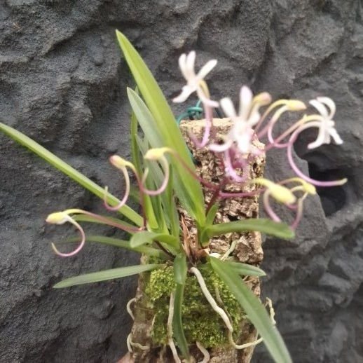 Neofinetia falcata " Shutennou"