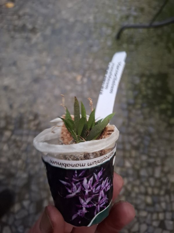 Macroclinium manabinum