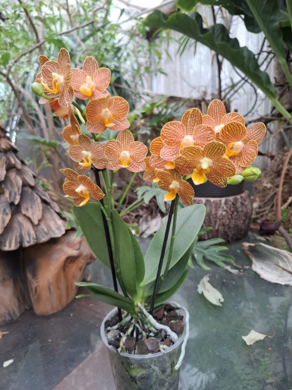 Phalaenopsis  "Indian Summer"