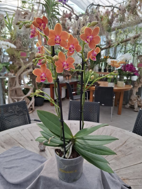 Phalaenopsis "  Orange mit Goldrand "