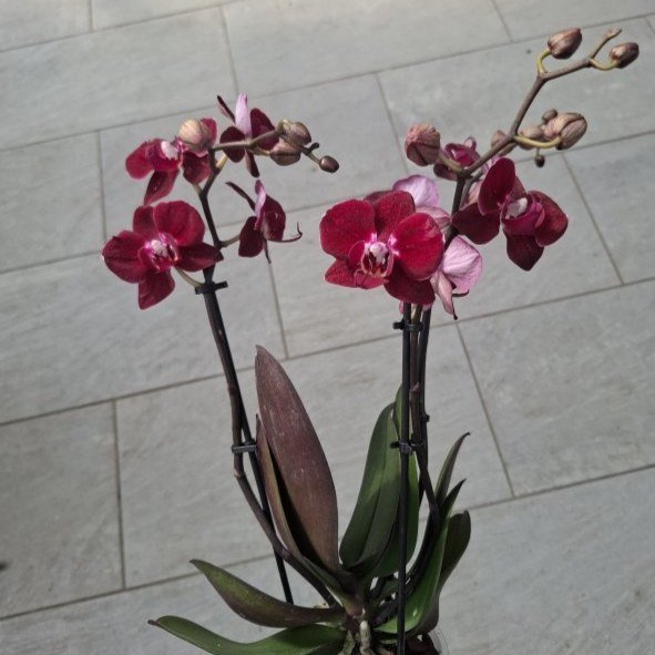 Phalaenopsis  "Cartagena"