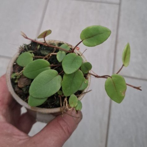 Begonia elaeagnifolia