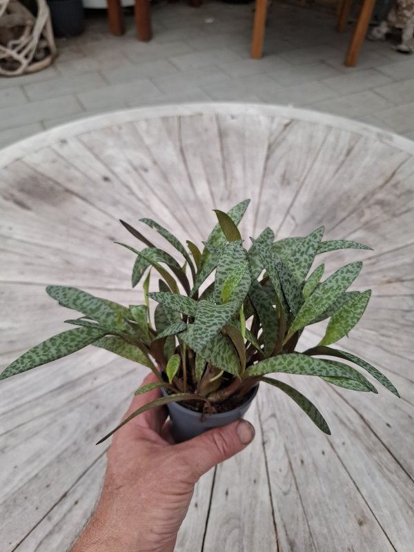 Ledebouria socialis