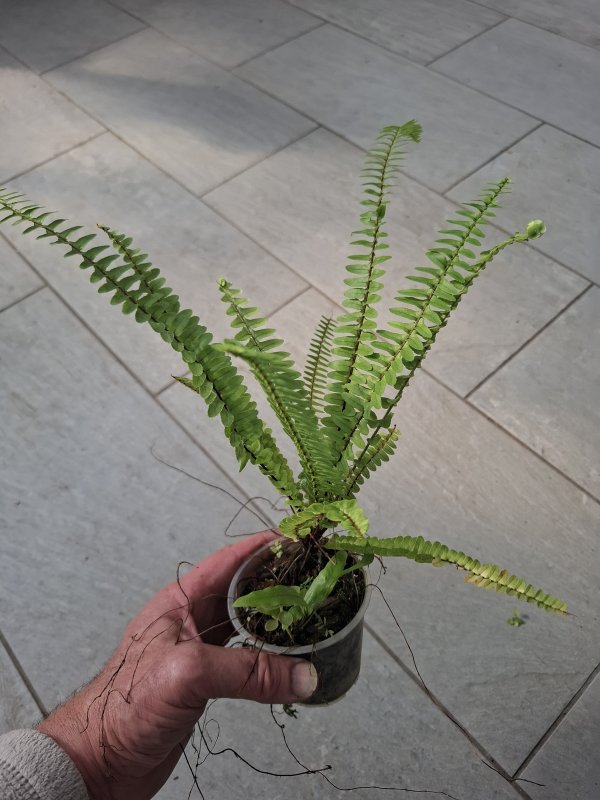 Nephrolepis exaltata "Teddy Junior"