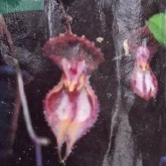 Lepanthes martineae