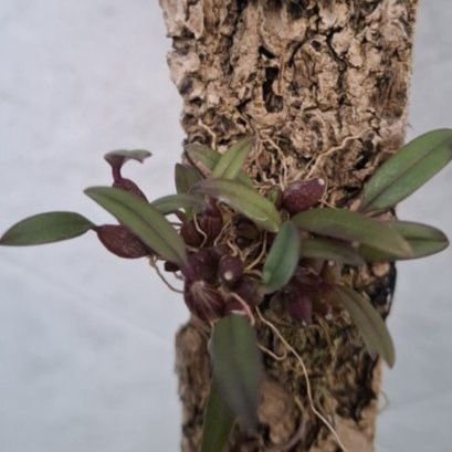 Bulbophyllum trongquyetii