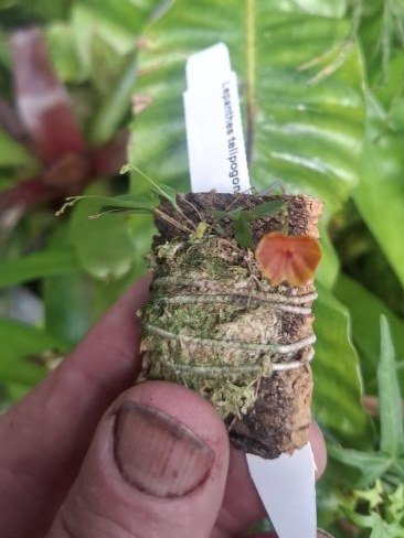 Lepanthes telipogoniflora