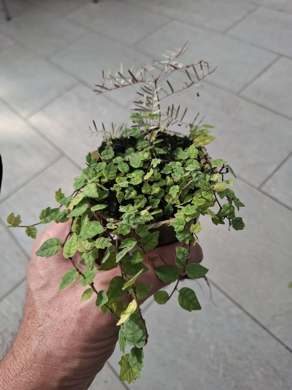 Ficus quercifolia