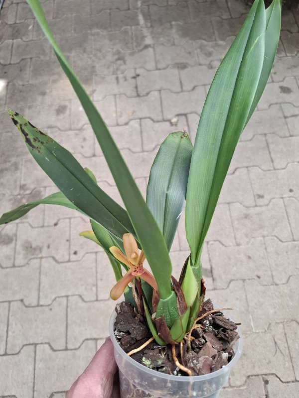 Maxillaria rufescens "Grosser Typ"