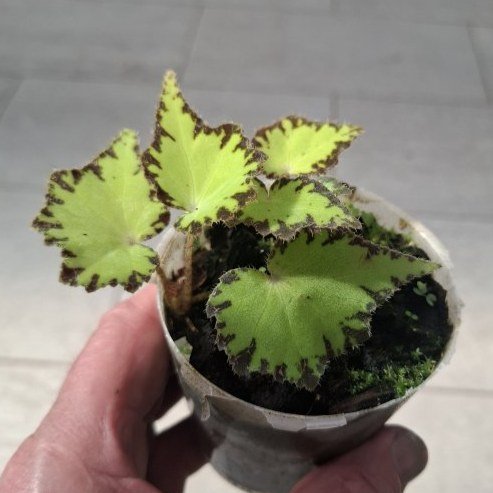 Begonia Magic Colours "Jive"