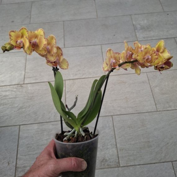 Phalaenopsis  "Mimesis Limpopo"