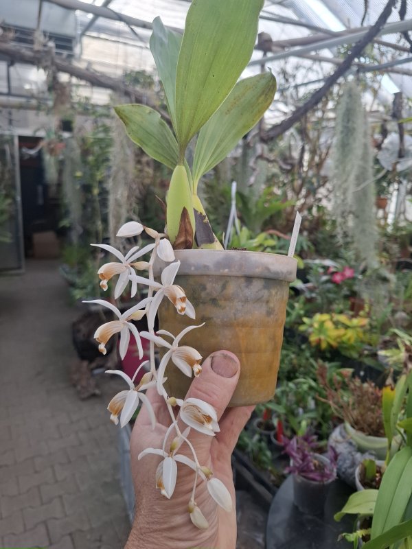 Coelogyne swaniana