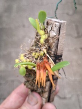 Bulbophyllum electrinum