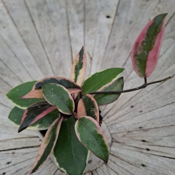 Hoja carnosa "Flamingo Dream"