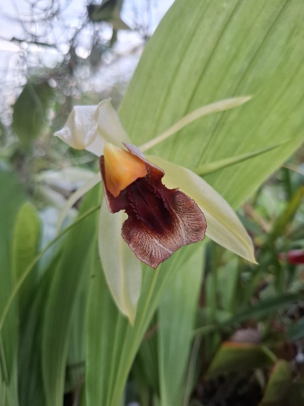 Coelogyne celebensis