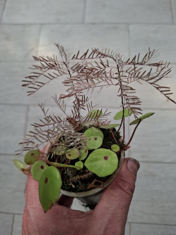 Begonia conchifolia var. Rubrimacula