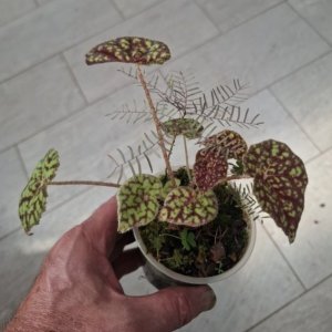 Begonia chloroneura
