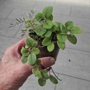 Alsobia dianthiflora