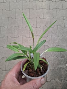 Laelia harpophylla