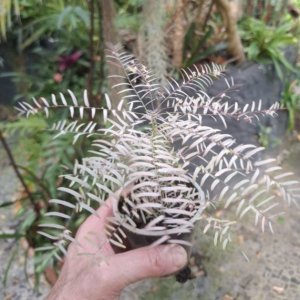 Phyllanthus niruri supsp. lathyroides