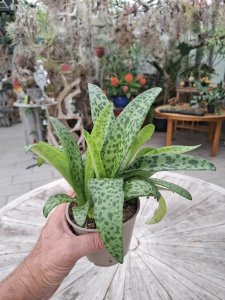 Ledebouria kirkii